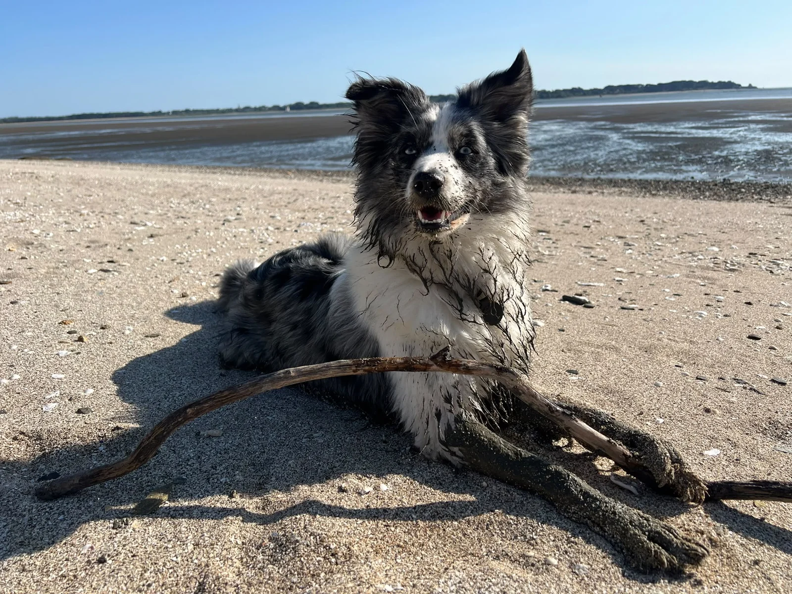 Yuki liegt mit einem Stock am sonnigen Strand und schaut in die Kamera
